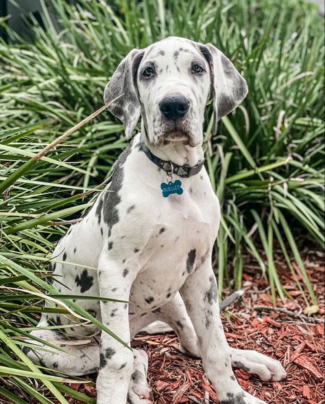 Blue Harlequin Great Dane, Great Dane Blue Harlequin, Harlequin Great Dane Puppy, Great Dane Harlequin, Brindle Great Dane, Cute Great Dane, Blue Merle Great Dane, Mantle Great Dane, Merle Great Danes