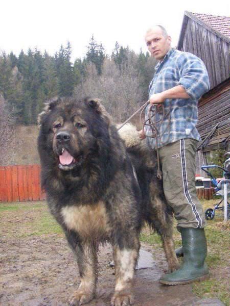 51 Great Pics and Memes to Improve Your Mood and Eliminate World Hunger - Funny Gallery Biggest Dog Breeds, Caucasian Shepherd Dog, Kangal Dog, Caucasian Shepherd, Biggest Dog, Big Dog Breeds, Dog German, Huge Dogs, Giant Dogs