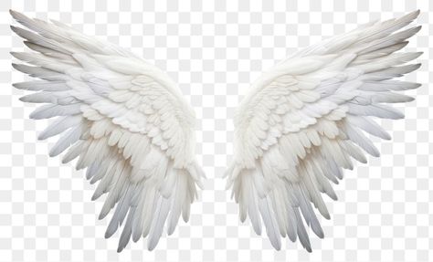 Angel Wings Edit, Angel Wings Hd, Angel Wing Overlay, Lambo Gallardo, Wing Png, Png Pic, Png Angel, Halloween Tiktok, Angel Png