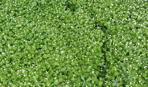 Find fast growing ground cover for different climate zones as well as shade or full sun conditions. Fast Growing Ground Cover, Full Sun Ground Cover, Ground Cover For Shade, Ground Cover Plants Shade, Ground Covers For Sun, Ground Cover Shade, Succulent Ground Cover, Low Growing Ground Cover, Ground Cover Seeds