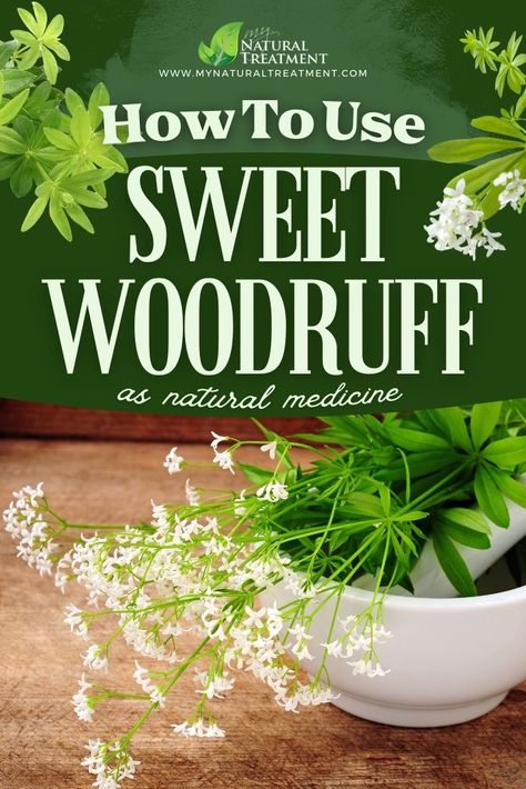 How to Use Sweet Woodruff as Natural Medicine - 9 Health Uses #woodruff #sweetwoodruff #woodruffuses #herbs #medicinalherbs #healingherbs Sweet Woodruff Uses, Learning Herbs, Medicinal Weeds, Wild Foraging, Functional Nutrition, Sweet Woodruff, Herbal Remedies Recipes, Healing Essential Oils, Dried Lavender Flowers