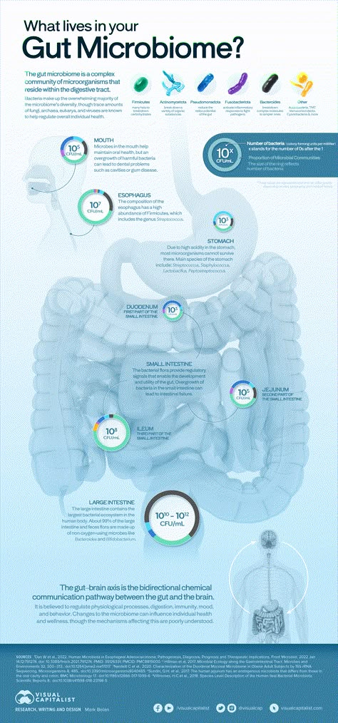 Visualized: What Lives in Your Gut Microbiome via @visualcap Gut Health Illustration, Gut Microbiome Illustration, Gut Illustration, Microbiology Poster, Healthy Gut Diet, Environment Map, Research Poster, Gut Brain, Health Affirmations