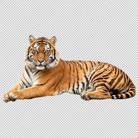 Tiger Png Hd, Tiger Png, Asian Tigers, Cartoon Tiger, Max On, Tiger Art, A Tiger, April 19, Png Image