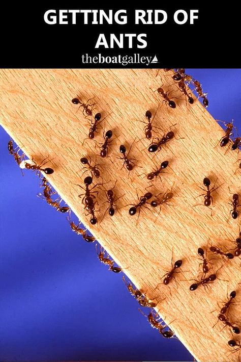 Help for getting rid of ants--or keeping them from being a problem to begin with. Ants In Garden, Ant Infestation, Ant Control, Kill Ants, Rid Of Ants, Carpenter Ant, Get Rid Of Ants, Flea Prevention, Fire Ants