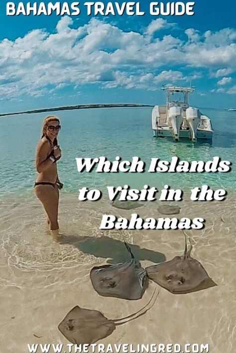 Bimini Bahamas, Bahamas Travel Guide, Abaco Bahamas, Abaco Bahamas Treasure Cay, Eleuthera Bahamas, Swimming Pigs, Nurse Shark, Bahamas Travel, Shark Swimming