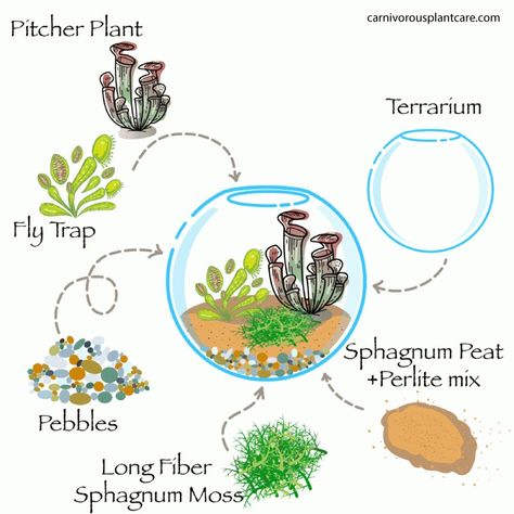 Fly Trap Terrarium, Venus Flytrap Terrarium, Bog Garden Ideas Carnivorous Plants, Carnivorous Plants Care, Venus Fly Trap Bog Garden, Venus Fly Trap Care, Mini Bog Garden Carnivorous Plants, Venus Fly Trap Terrarium, Carnivorous Plants Terrarium