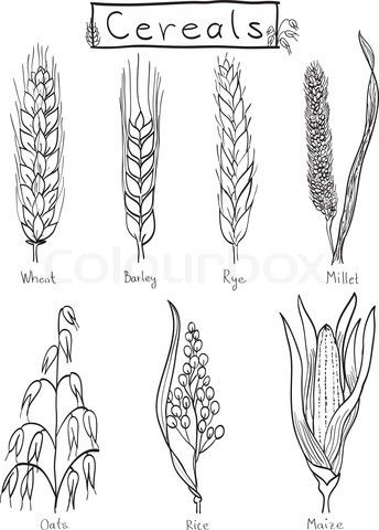 Drawings of grains Wheat Doodle Drawing, Grains Drawing, Grain Illustration, Wheat Illustration, Barley Plant, Wheat Drawing, Grain Drawing, Wheat Tattoo, Ako Kresliť