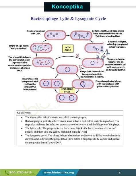 Learn Biology, The Cell, School Study Tips, Microbiology, Biochemistry, Life Cycles, Training Programs, Study Tips, Biology