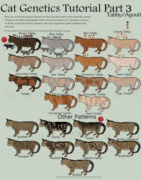 There are multiple cat genetics tutorials about, but they tend to only cover the basics (base colors, dilutions, tabby, white-spotting, pointism, & tortie/orange). In-de... Cat Genetics Tutorial, Torbie Cat, Cat Genetics, Ocicat, Cats Art Drawing, Cat Anatomy, Warrior Cat Oc, Cat Info, Exotic Shorthair