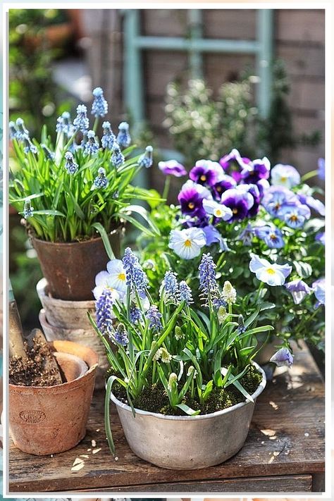 Looking to brighten up your space this spring? Learn how to grow stunning spring flowers with container gardening tips! From tulips to daffodils, discover the best plants for your containers and create a beautiful floral display. Start your container gardening journey today! Wildflower Garden, Garden Containers, Nature Garden, Country Gardening, Spring Garden, Dream Garden, Garden Planning, Garden Projects, Cottage Garden