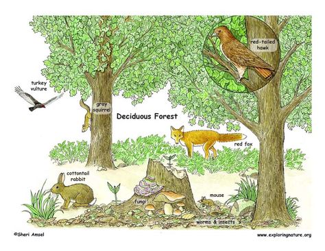 Biome Drawing, Temperate Forest Biome, Deciduous Forest Biome, Ecosystems Diorama, Environmental Education Activities, Temperate Deciduous Forest, Canopy Trees, Temperate Forest, Biomes Project