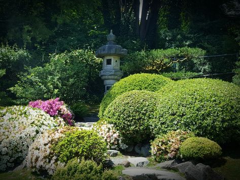 Karikomi, the Art of Shearing Back — Seattle Japanese Garden Seattle Japanese Garden, Shrub Garden, Indoor Zen Garden, Japanese Garden Style, Miniature Zen Garden, Japanese Plants, Japanese Garden Landscape, Hillside Garden, Small Courtyard Gardens