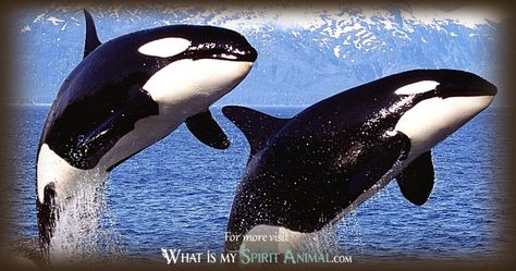 Orca Symbolism & Meaning | Spirit, Totem, & Power Animal Whale Spirit Animal, Symbolism Meaning, Spirit Animal Meaning, Heather Plant, Animal Meanings, Animal Spirit Guides, Orca Whale, Animal Guides, Power Animal