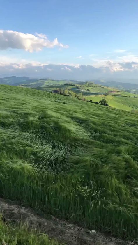 Wonder of Science on Twitter: "Mesmerizing grass waves as wind blows across the hills of Bologna, Italy, captured by photographer Dorian Pellumbi. https://t.co/3UdgEfdf5Q" / Twitter Video Nature, Travel Plan, Travel Locations, Beautiful Places Nature, Beautiful Scenery Nature, Rolling Hills, Alam Yang Indah, Beautiful Places To Travel, Sweets Recipes