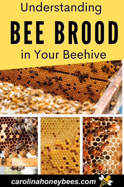 Raising Honey Bees Beekeeping, Bee Keeping Aesthetic, Bee Keeping For Beginners, Different Types Of Bees, Honey Bee Farming, Honey Bee Facts, Honey Bees Keeping, Bee Farming, Male Bee