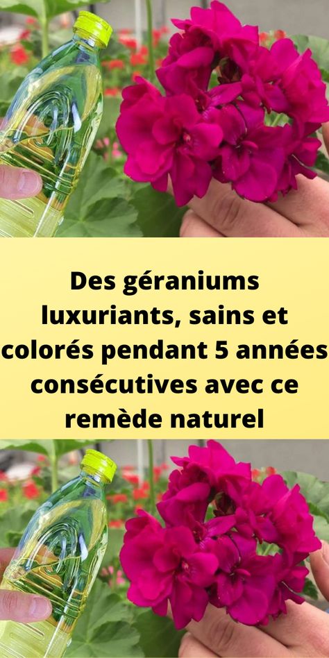 Des géraniums luxuriants, sains et colorés pendant 5 années consécutives avec ce remède naturel Planting Roses, Indoor Garden, Horticulture, Geraniums, Secret Garden, Blogging, Plants, Flowers, Color