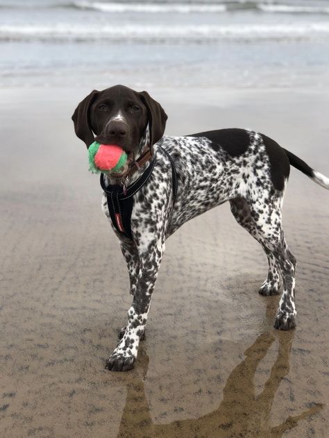 German Shorthaired Pointer Puppy, German Pointer Short Haired, Black Gsp, German Short Hair Pointer, German Short Hair, German Shorthaired Pointer Puppies, German Short Haired Pointer, German Shorthaired Pointer Black, German Shorthaired Pointer Training