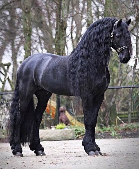 Friesian Stallion, Friesian Horses, Big Horses, Black Horses, Most Beautiful Horses, Friesian Horse, Horses And Dogs, Cute Horses, Horse Life