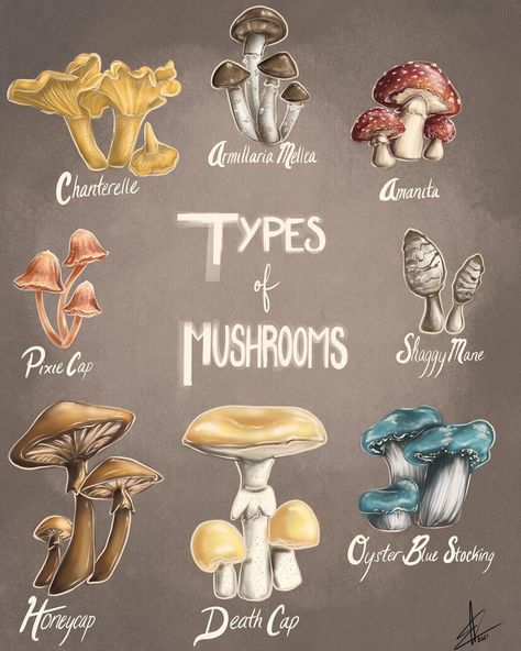 Mushrooms And Their Names, Different Types Of Mushrooms Drawing, Mushroom Species Chart, Different Mushroom Types, Mushroom Types Drawing, Mushroom Names Aesthetic, Types Of Mushrooms Drawing, Mushrooms Names, Fungi Types