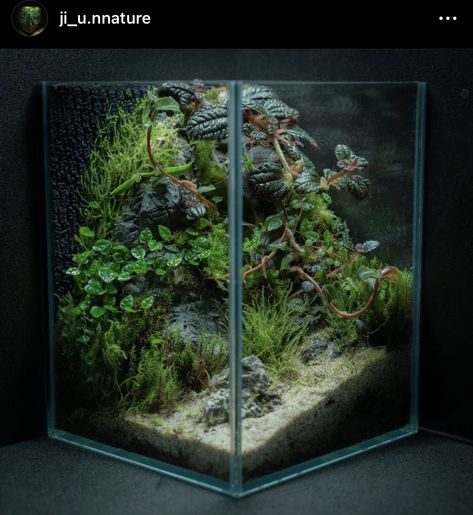 Vertical Paludarium, Vivarium Hardscape, Tall Closed Terrarium, 10 Gallon Paludarium, Exo Terra Paludarium, Nature Tank, Dart Frog Vivarium, Water Terrarium, Nano Aquarium