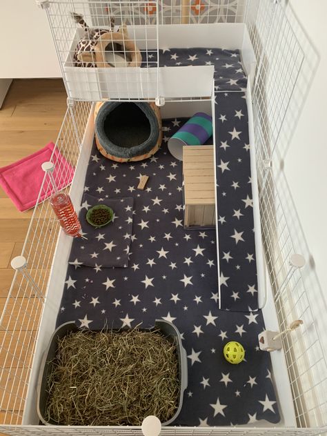 Gunia Pig Cage Ideas, Guinea Pig Aesthetic Cage, Gineau Pig Cage Ideas, Gineau Pig Cage Ideas Diy, Guine Pig Cage Ideas, Guine Pig Cage, Guinea Pig Enclosure Ideas, Guniea Pig Indoor Cage, Guniea Pig Aesthetic Cage