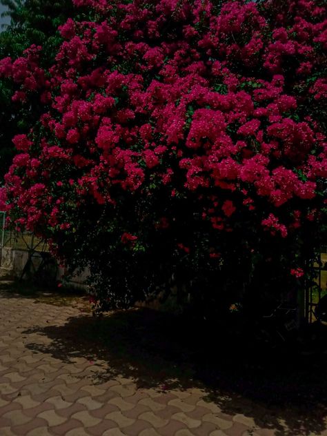 Dark Pink Flowers Aesthetic, Pink Flowers Aesthetic, Dark Pink Flowers, Casual Nails, Flowers Aesthetic, Dark Pink, Beauty Tips, Pink Flowers, Beauty Hacks