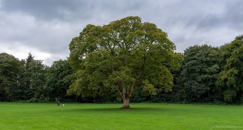 Holm Oak, Ayr Scotland, Oak Tree, The Seasons, Nature Photos, Pigeon, Photo Art, Golf Courses, Scotland