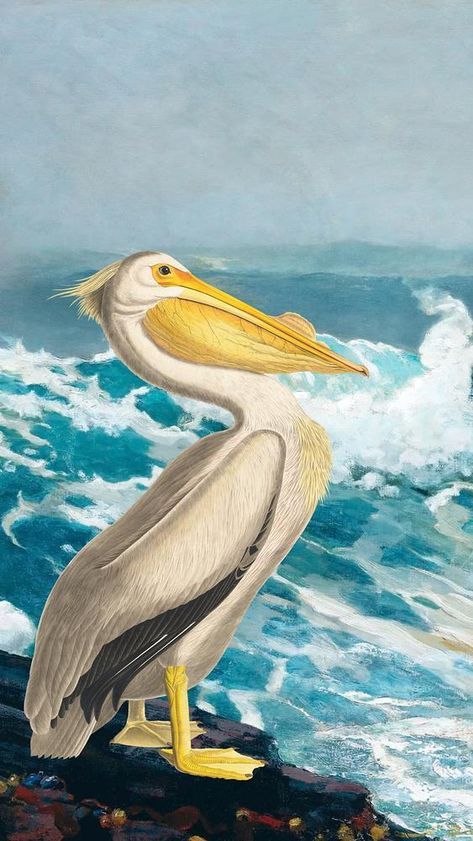 White Pelican, Ocean Drawing, Pelican Bird, Audubon Birds, James Audubon, Birds Of America, Gold Poster, Large Framed Prints, William Turner