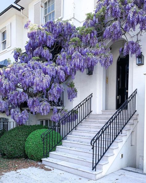 Magnolia Walks on Instagram: “The wisteria that no longer exists. I don’t know about you, but I would buy a house with a wisteria as opposed to buying one and removing…” Beige Bedroom Colors, Scandinavian Room, Hall Flooring, Bedroom Colour Palette, Boho Scandinavian, Bohemian Room, Calming Spaces, Apartment Bedroom Decor, Home Decor Hacks