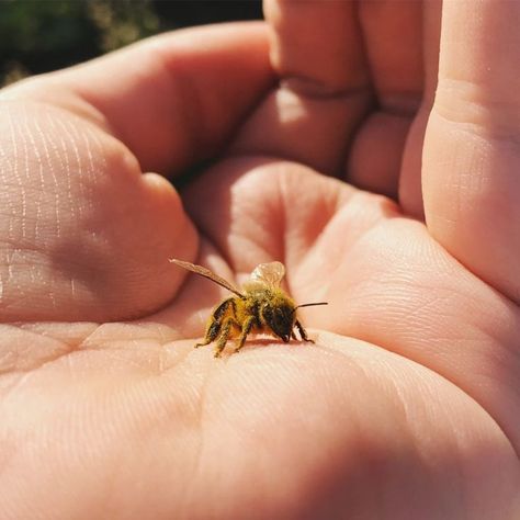 Bridgerton Birthday Party, Free Spirit Aesthetic, Backyard Bee, I Love Bees, Birthday Party Set, Insect Art, Tree Hugger, Hive Mind, Sweet Nothings