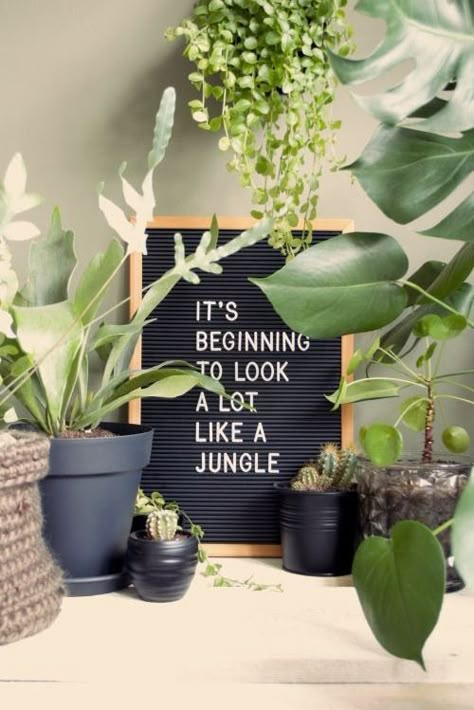 Plant Jokes, Plant Quotes, Plant Puns, Soil Types, Plants Quotes, Kitchen Plants, Plants Are Friends, Planting Plan, Garden Quotes