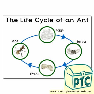 Life Cycle Themed Resources - Primary Treasure Chest Ant Life Cycle, Animal Life Cycles, Early Years Classroom, Classroom Banner, Fun Activities For Toddlers, Science Units, Thematic Units, A3 Poster, Living Things