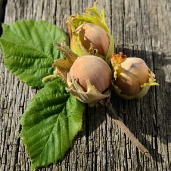 American Hazelnut, Hazelnut Tree, Giant Vegetable, Nut Trees, Apricot Tree, Redbud Tree, Victory Garden, Mulberry Tree, Food Forest