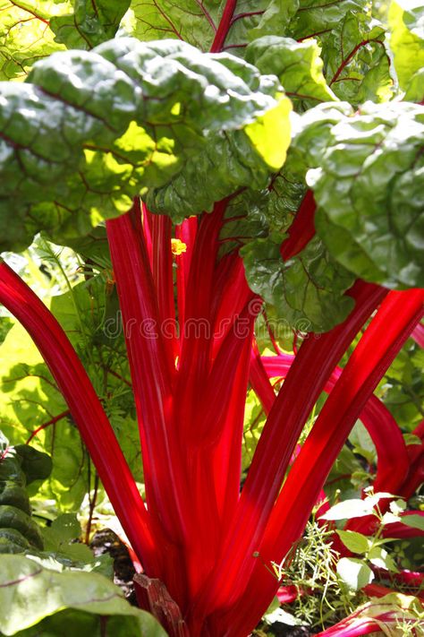 Red Chard, Rhubarb Recipes Crisp, Growing Rhubarb, Rhubarb Plants, Beta Vulgaris, Veg Patch, Perennial Vegetables, Organic Seeds, Crimson Red