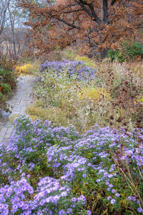 Naturalistic Garden, Drought Tolerant Landscape, Meadow Garden, Sun Garden, Planting Plan, Wildlife Gardening, Natural Garden, Back Garden, Farm Gardens