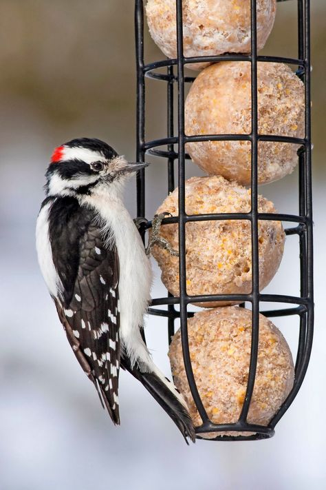 12 Top Winter Bird Feeding Tips - Birds and Blooms Winter Roosting Box Plans For Birds, Feeding Birds In Winter, Winter Bird Feeders, Birds In Winter, High Energy Foods, Feeding Birds, Suet Feeder, What Is A Bird, Black Capped Chickadee