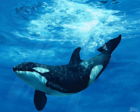 Orca Underwater, Orca Art, Underwater Animals, Beautiful Sea Creatures, Water Animals, Orca Whales, Killer Whale, Arte Inspo, One Drop