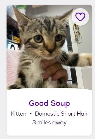 Funny Petfinder Names, Pet Finder Names, Pet Finder Funny Names, Petfinder Cats, Petfinder Names, Car Names, Goofy Cat, Funny Cat Names, Silly Names