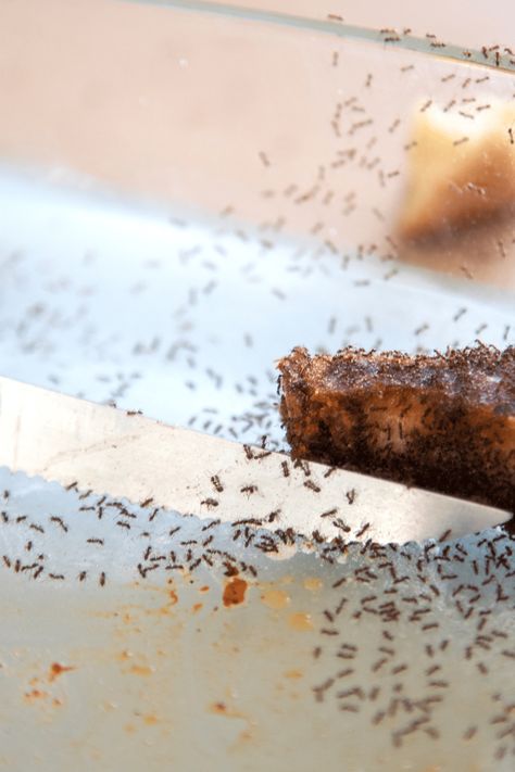 Learn how to get rid of tiny ants around your kitchen and other areas in your home. Lets get ant free together. Tiny Ants Get Rid Of, Small Ants How To Get Rid Of, How To Get Rid Of Tiny Ants, How To Get Rid Of Tiny Ants In Kitchen, Get Rid Of Sugar Ants In Home, Fire Ants How To Get Rid Of, Sugar Ants How To Get Rid Of, How To Get Rid Of Ants In The Kitchen, Proper Food Storage