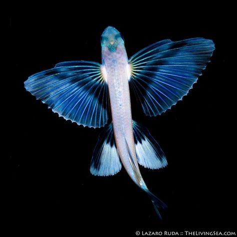 Iridescent Sea Creatures, Cute Ocean Creatures, Aesthetic Sea Creatures, Cool Sea Creatures, Deep Sea Animals, Cute Sea Creatures, Deep Sea Life, Ocean Wildlife, Deep Sea Creatures