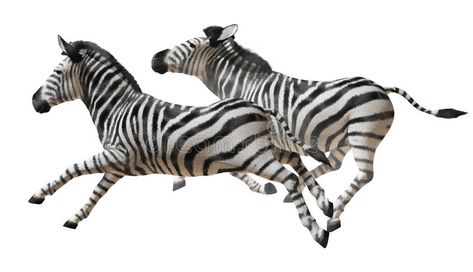 Zebra. Isolated image of zebras running on a white background #Sponsored , #sponsored, #paid, #Isolated, #white, #background, #image Zebra Images, Safari Nursery Prints, Safari Nursery, Vector Character, Vector Clipart, Background Illustration, Zebras, Nursery Prints, 3d Objects