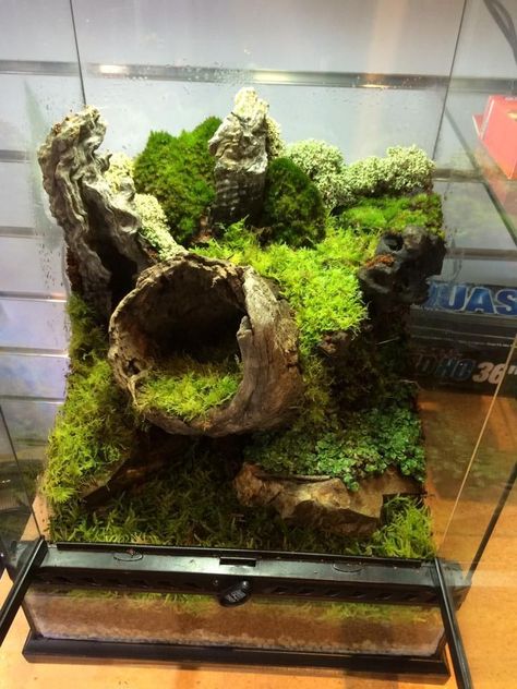 Terrarium Ideas For Reptiles, Big Terrarium, Bioactive Vivarium, Terrariums Diy, Frog Terrarium, Gecko Terrarium, Aquarium Terrarium, Mini Terrarium, Reptile Terrarium