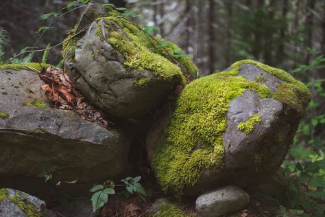 Mossy Rocks, Voice Of Nature, Rock Photography, Environment Reference, Landscape Reference, Green Planet, Beauty Magic, Landscape Photography Nature, Environment Design