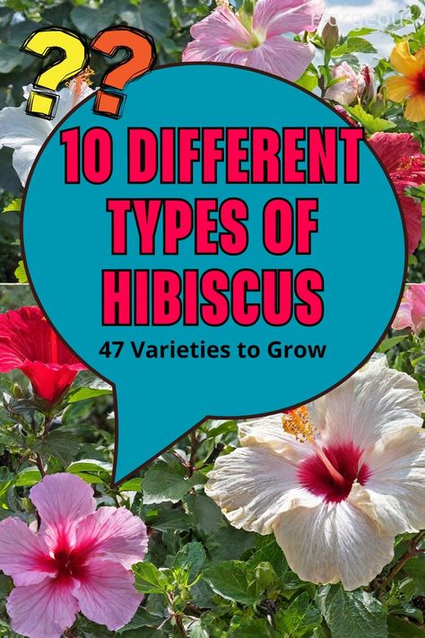 Types of Hibiscus Hardy Hibiscus Plant, Hibiscus Sabdariffa, Hardy Hibiscus, Tropical Africa, Hibiscus Plant, Rose Of Sharon, Beautiful Plants, How To Attract Hummingbirds, Hibiscus Flowers