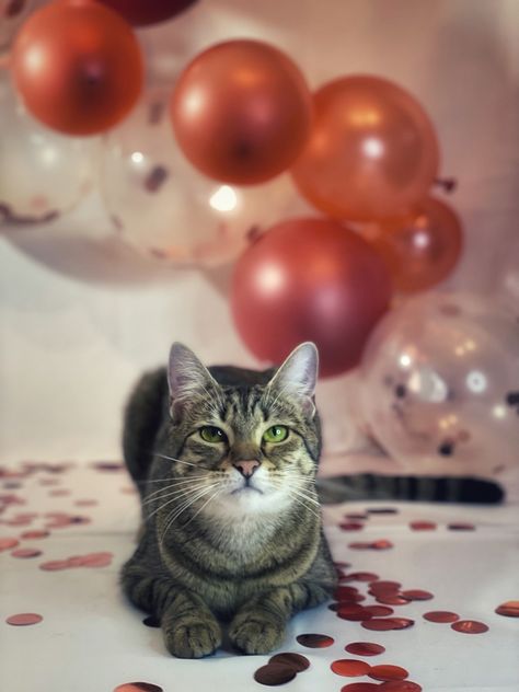 Pet Birthday Ideas Cat, Cat Birthday Photoshoot Ideas, Cat Birthday Photoshoot, Cat Photoshoot Ideas, Cats Photoshoot, Cat Photo Shoot, Stellar Birthday, Pet Photoshoot, Outside Birthday