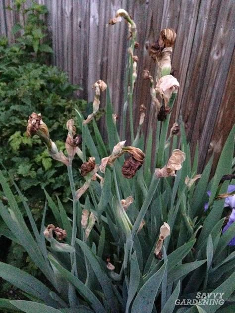 When to Cut Back Irises for Healthier, More Attractive Plants Iris Flower Garden Ideas, Iris Gardens Design, Pruning Irises, Landscaping With Iris, Iris Garden Ideas, Iris Care, Iris Flowers Garden, Irises Flowers, Growing Irises