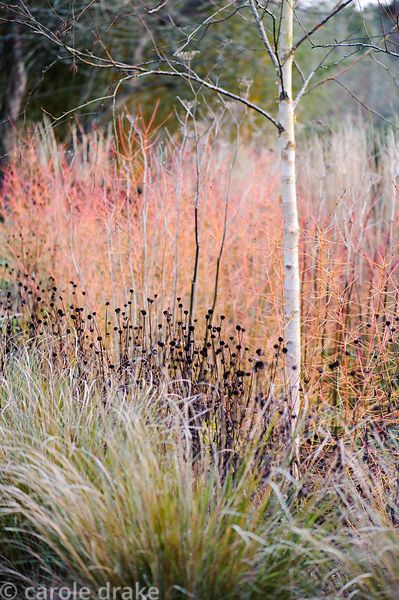 Betula utilis var. jacquemontii 'Jermyns' amongst colourful stems of Cornus alba 'Westonbirt' and C. sanguinea 'Midwinter Fire' in the winter border with a line of Pheasant Grass, Anemanthele lessoniana, in the foreground. Barn House, Brockweir Common, Glos, UK Winter Border, Betula Utilis, Cornus Alba, Winter Gardens, Manor Garden, Courtyard Gardens Design, Planting Plan, Palace Garden, Grasses Garden