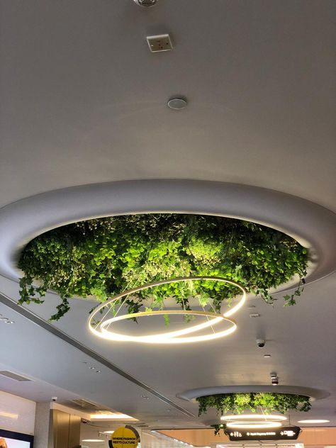 Ceiling Covered In Plants, Ceiling Garden, Plants On Ceiling Interior Design, Ceiling Plants, Plant Ceiling Decor, Plant Ceiling, Green Ceiling Restaurant, Green Ceiling, Biophilic Installation