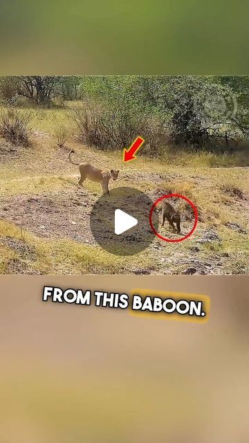 Animals in wild life on Instagram: "The baboon just made the worst mistake of its life.
.
.
.
#nature #wildlife #lion #baboon" Wild Life Videos, Wolverine Animal, Jungle Cats, Jungle Cat, Wild Creatures, Wow Video, Life Nature, Baboon, Nature Wildlife