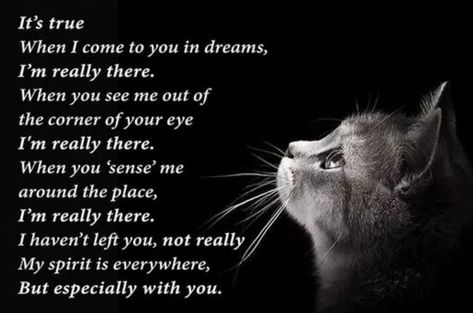 I Miss My Cat Pet Loss, Cat Died Quote, Losing A Cat Quote, My Cat Died, Miss My Cat, Inspirational Cat Quotes, Pet Quotes Cat, Pet Poems, I Miss My Cat